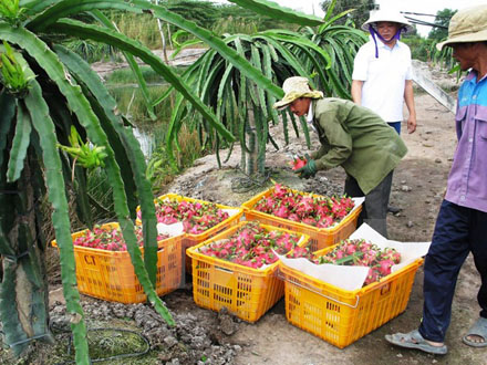 Thu hoạch thanh long ở Tiền Giang.